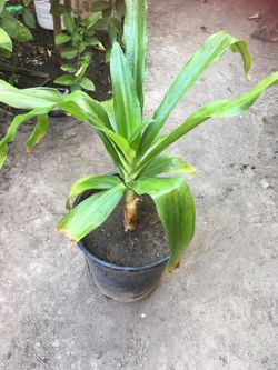 Planta de sombra
