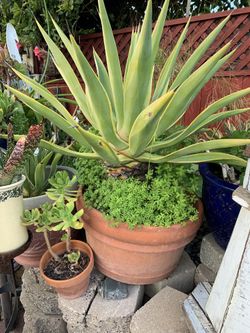 Decorative plant in clay pot
