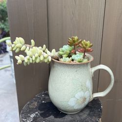 Plant In A Coffee Cup 