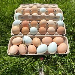 Fresh Eggs - Organically Fed