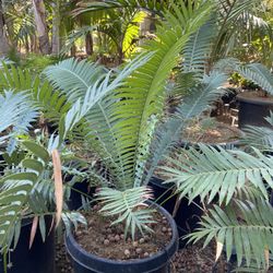 Dioon Spinulosum Cycad