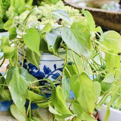 Pothos In A Ceramic Pot