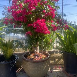 Plant Bougainvillea
