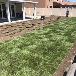 New Sod & Sprinkler System 