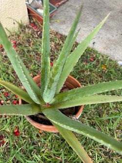 Large Aloe Vera Plant in Terra Cotta Pot