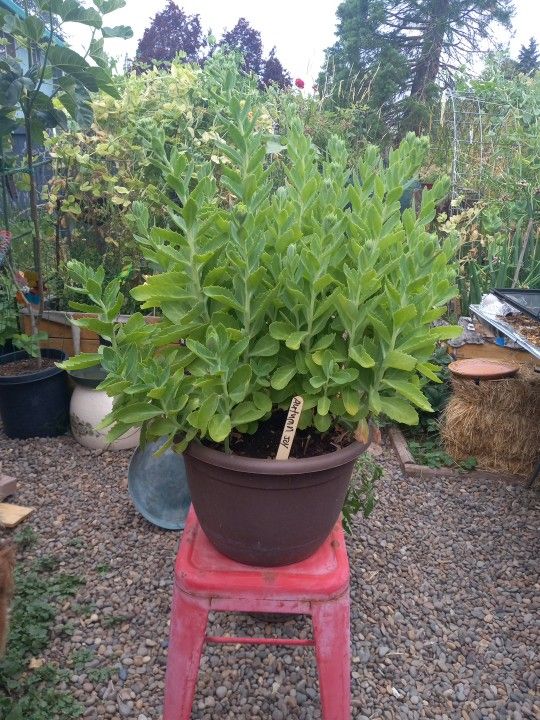 Autumn Joy Plant