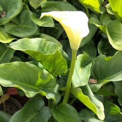 large white Alcatraz pot