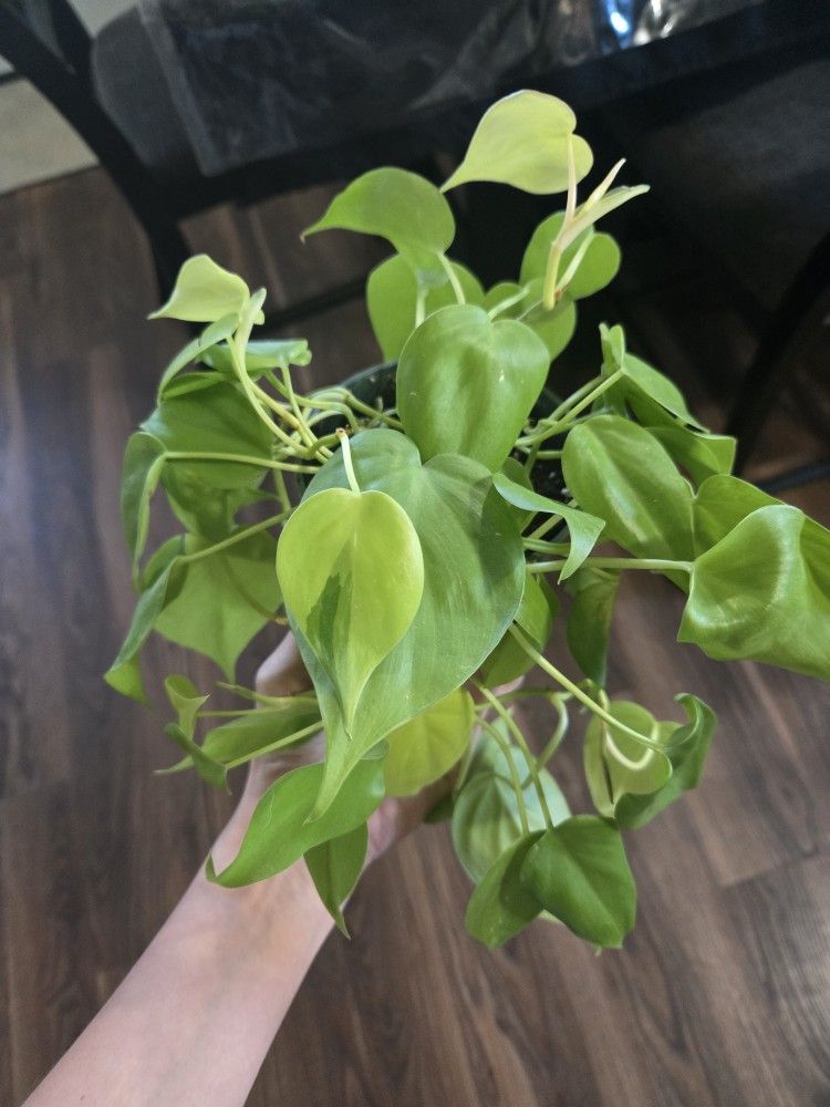 Heartleaf Lemon lime plant
