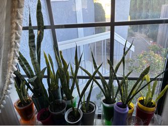 Healthy Snack Tail Plant
