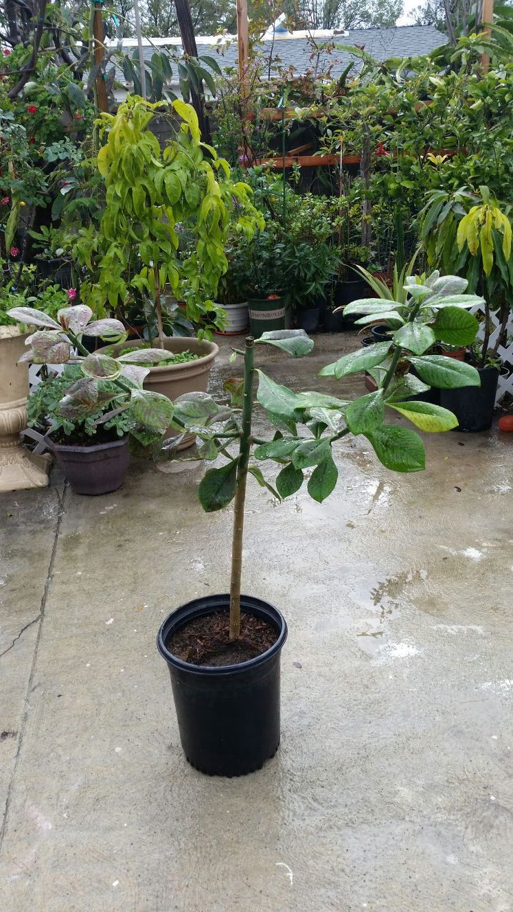 African poinsettia plants