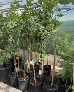 Lemon 🍋 Lisbon Trees 5F The Tall $60 Each Price Firm