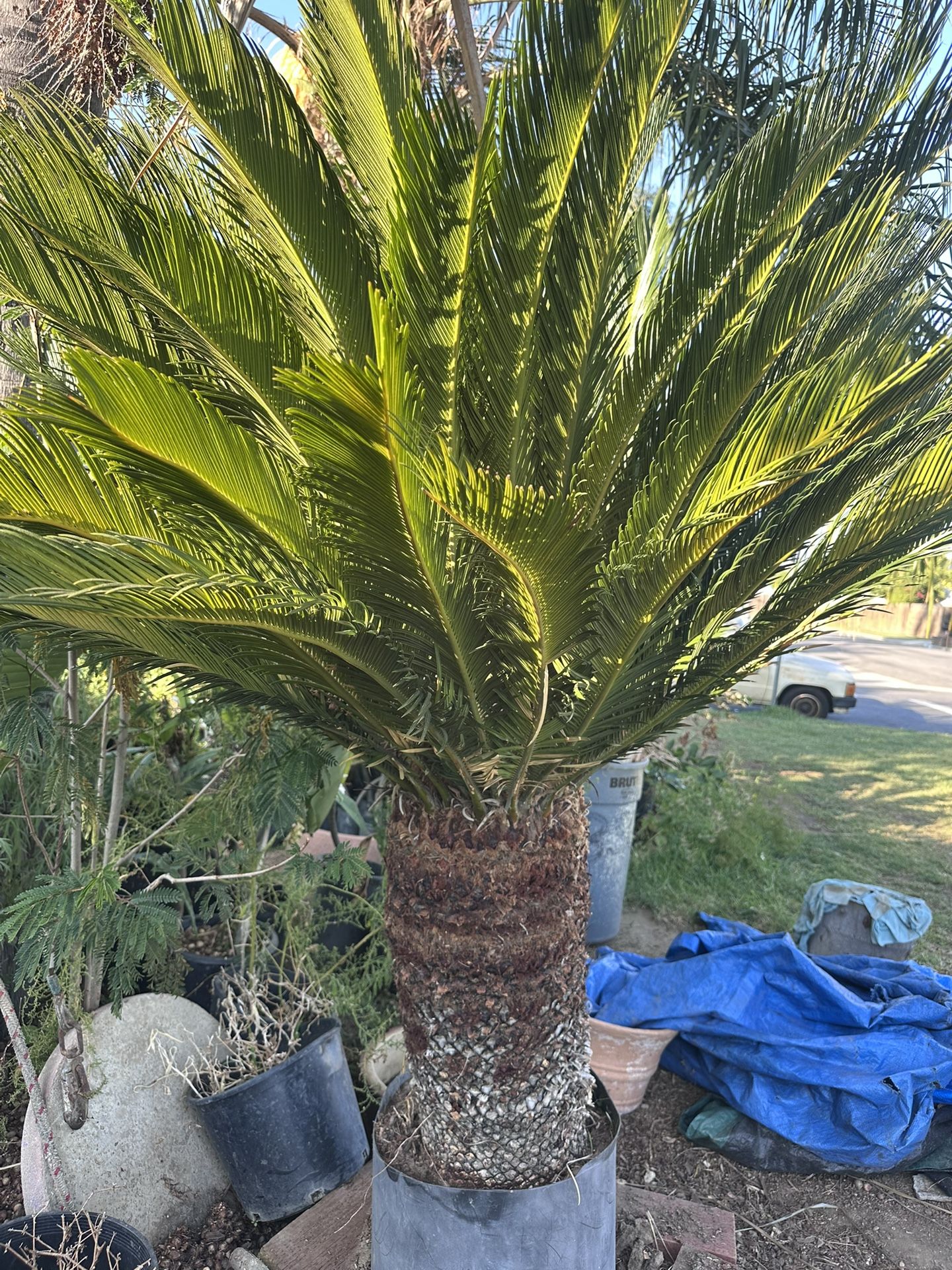 Sago Palm Tree