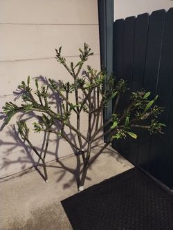 Very Large Kaneohe Sunburst plumeria cutting