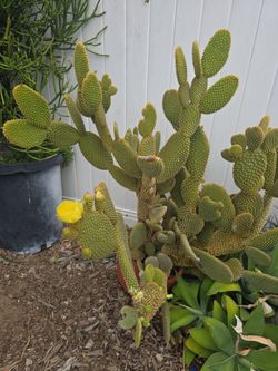 Cactus