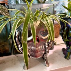 Silver Skull plant Planter Pot  Halloween witch decor, decoration, jack-o’-lantern 