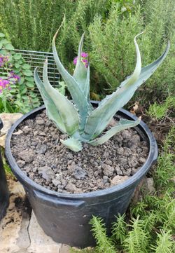 Maguey