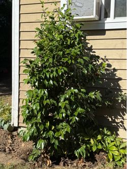 FREE 6’ foot CAMILLA TREE SHRUB * WHITE FLOWERS