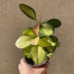 Beautiful Hoya Australis Lisa Plant