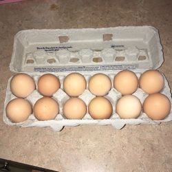 Fresh Eggs