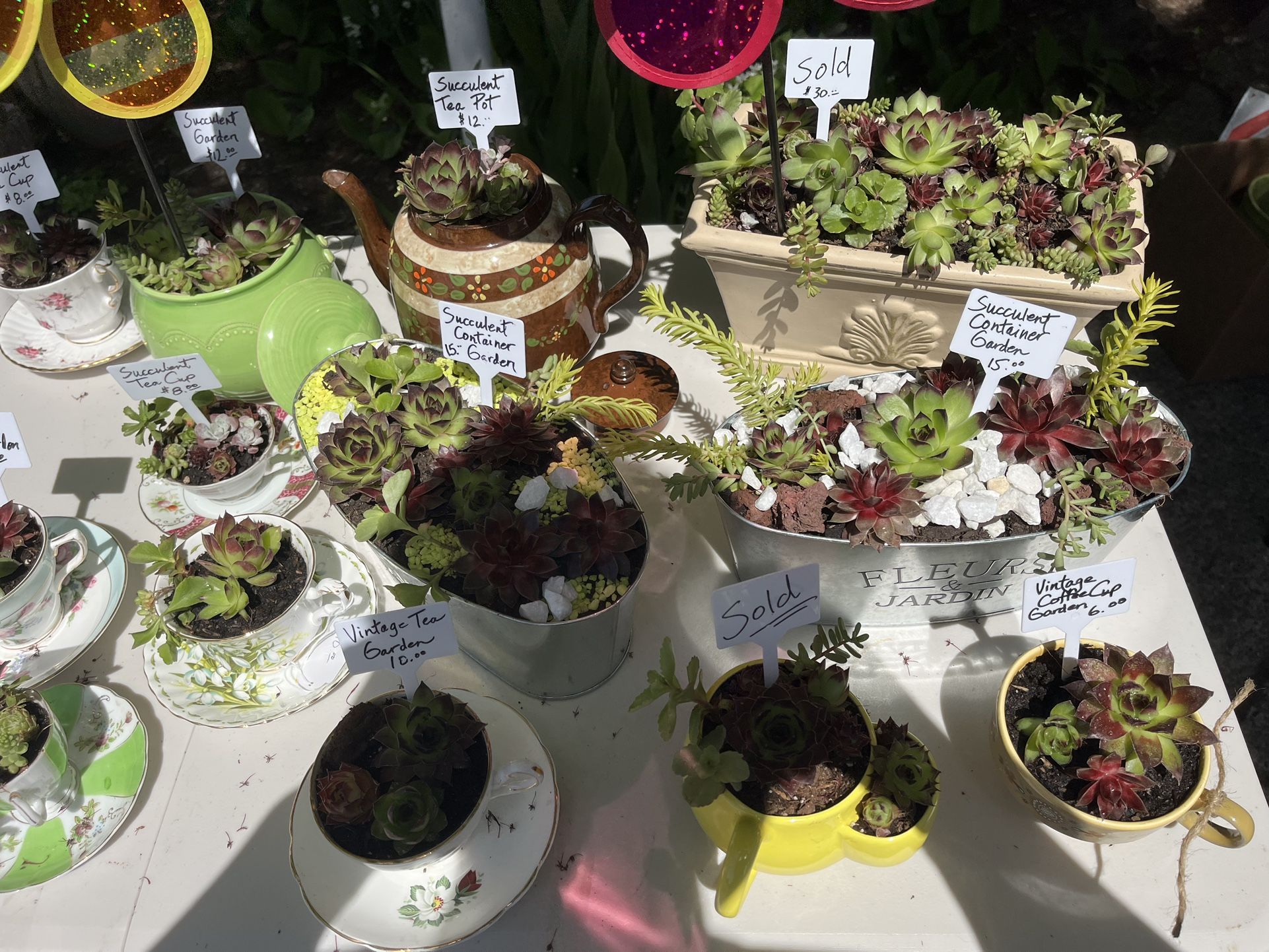 Succulents For Sale And Jewelry 