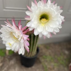 Blooming Cactus Big Flowers Plant, In 3 Gallóns Pot Pick Up Only