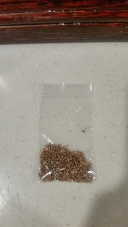 Radish seeds