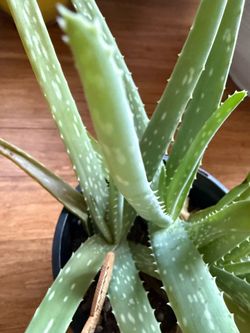 Aloe plant
