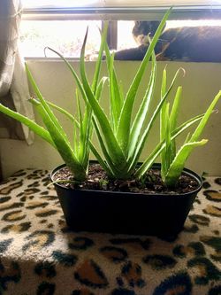 Three Potted Alevera Plants Medium To Large