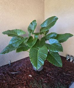 Healthy 5'2" Ht  Elephant Ear Plant