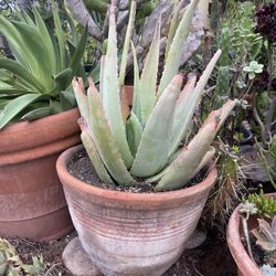 Large Aloe Vera Succulent Plant