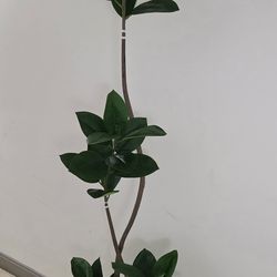 *** NEW CREATION *** 8ft Faux Fiddle Leaf Tree with Dragon Blood Stone in a Gray Ceramic Planter @ Lasting Creations