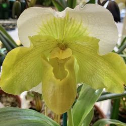 Paphiopedilum orchid Collection 