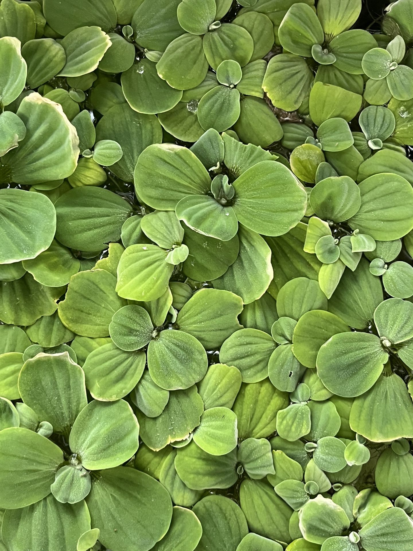 Live Fish Tank Aquarium Plants Water Lettuce Floating 