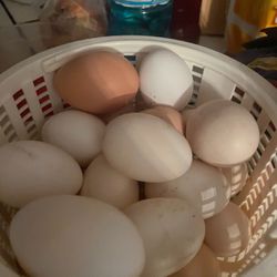 Chicken Eggs/ Huevos De Pollo