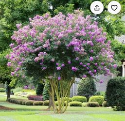 Purple Crape Myrtle Tree (please read description) 