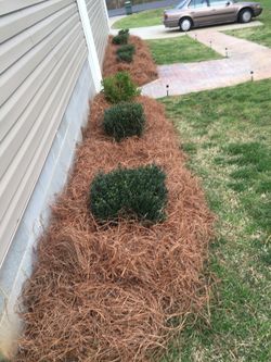 Pine needles