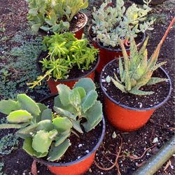 Succulent Plants For $4 Each 