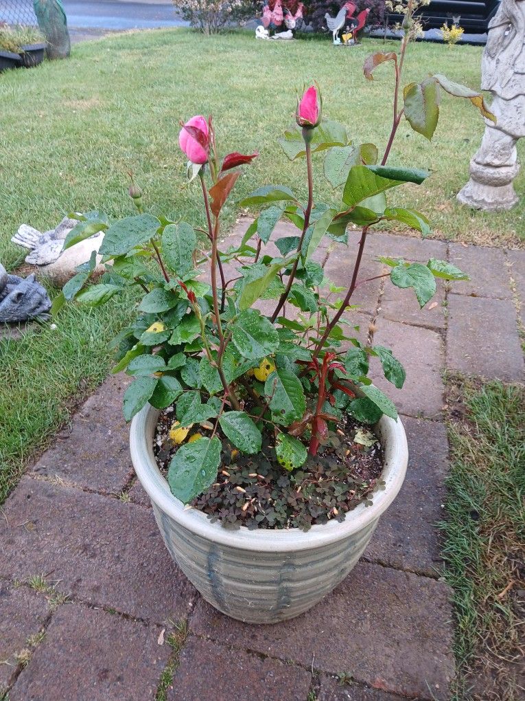 LOVELY PLANT ðŠī IS REAL