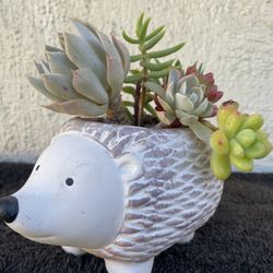 Hedgehog Planter With Succulents ..