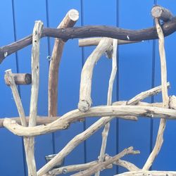 Thick MACAW PERCH Tree / Hard Durable Ribbon Wood 🪵! AAA+ Quality … Lasts For Years!! 