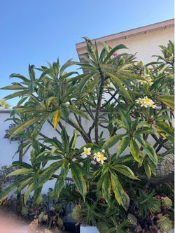 Plumeria Trees