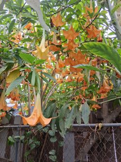 Angel trumpet  promenade de angel
