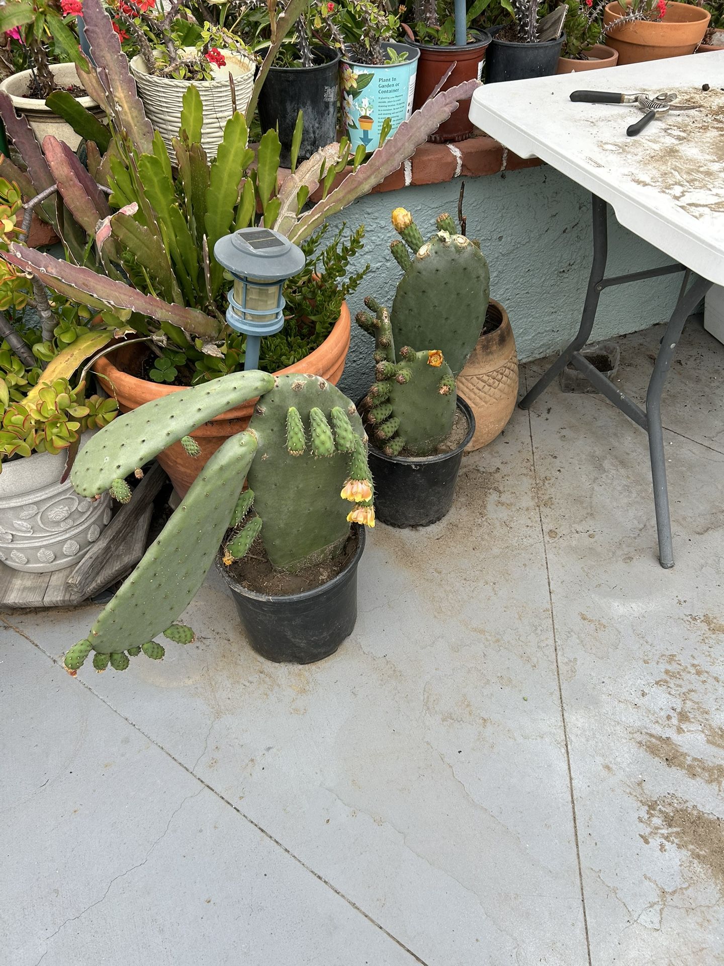 tengo Matas de Nopales Con tunas