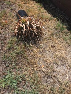 FREE ALOE VERA PLANTS NEEDS TLC RANCHO&MILL COLTON  NO QUESTIONS YOU WANT THEM COME GET THEM