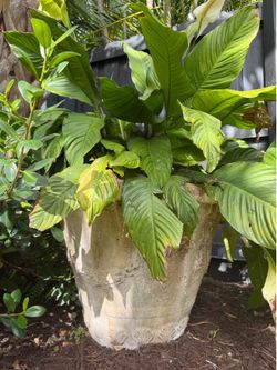 Very large peace, Lily in beautiful planter