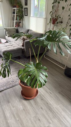 Giant Monstera Plant