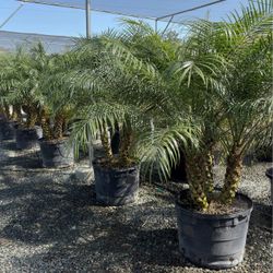 Pygmy date palm