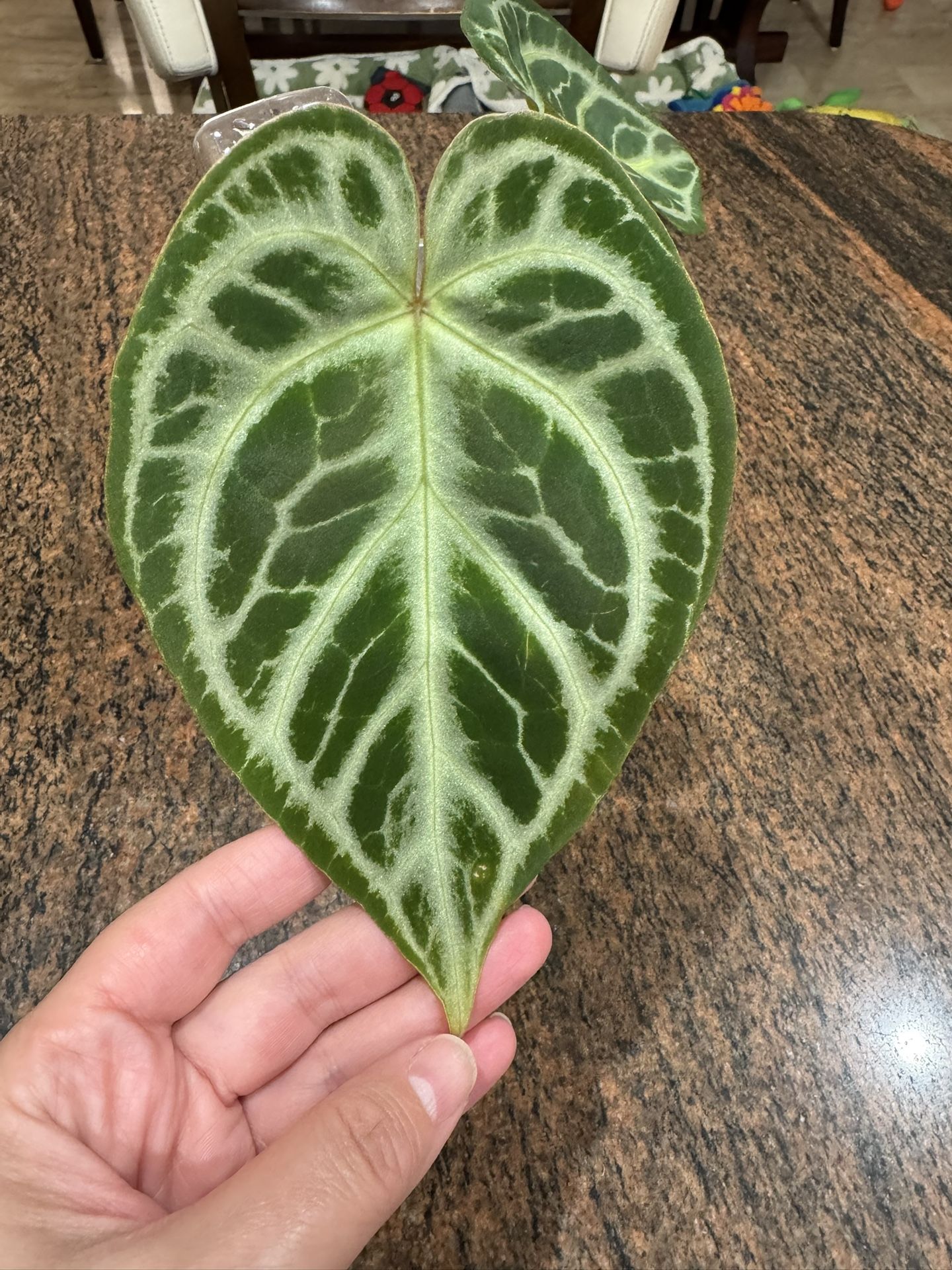 Anthurium ‘Silver Blush’ x ‘Michelle’ hybrid - Live Plant