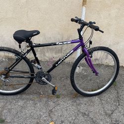 Adult Bike 