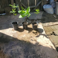 Soft Shell Pecan Tree